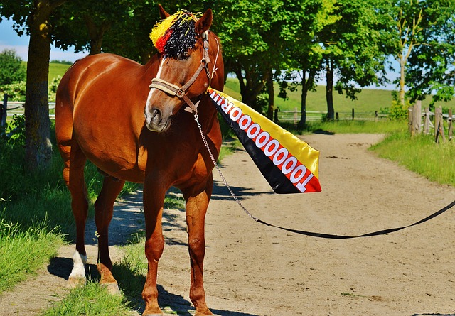 韩正会见国际奥委会主席巴赫.